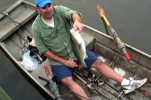 Mike Mryzglod catches a striper in Crabbe Creek